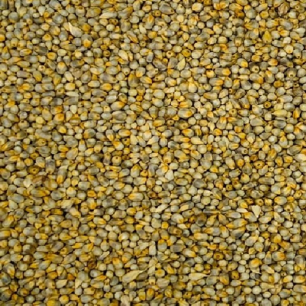 Bajra (Pearl Millet) - 1 kg