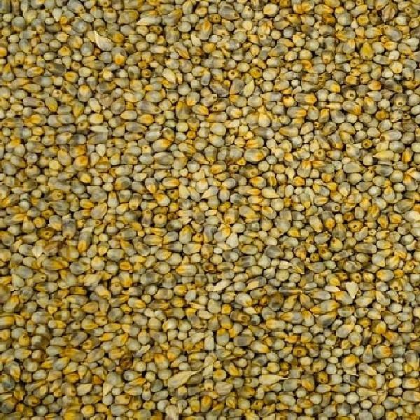 Bajra (Pearl Millet) - 500 g