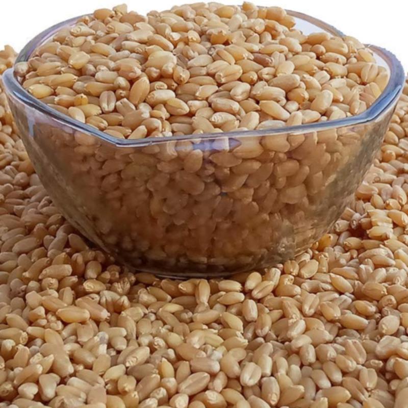 Wheat Sihor (M.P Board) - 5 kg