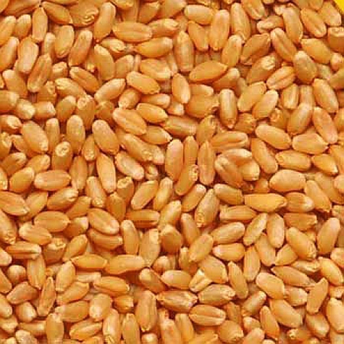 Wheat Sihor (M.P Board) - 5 kg